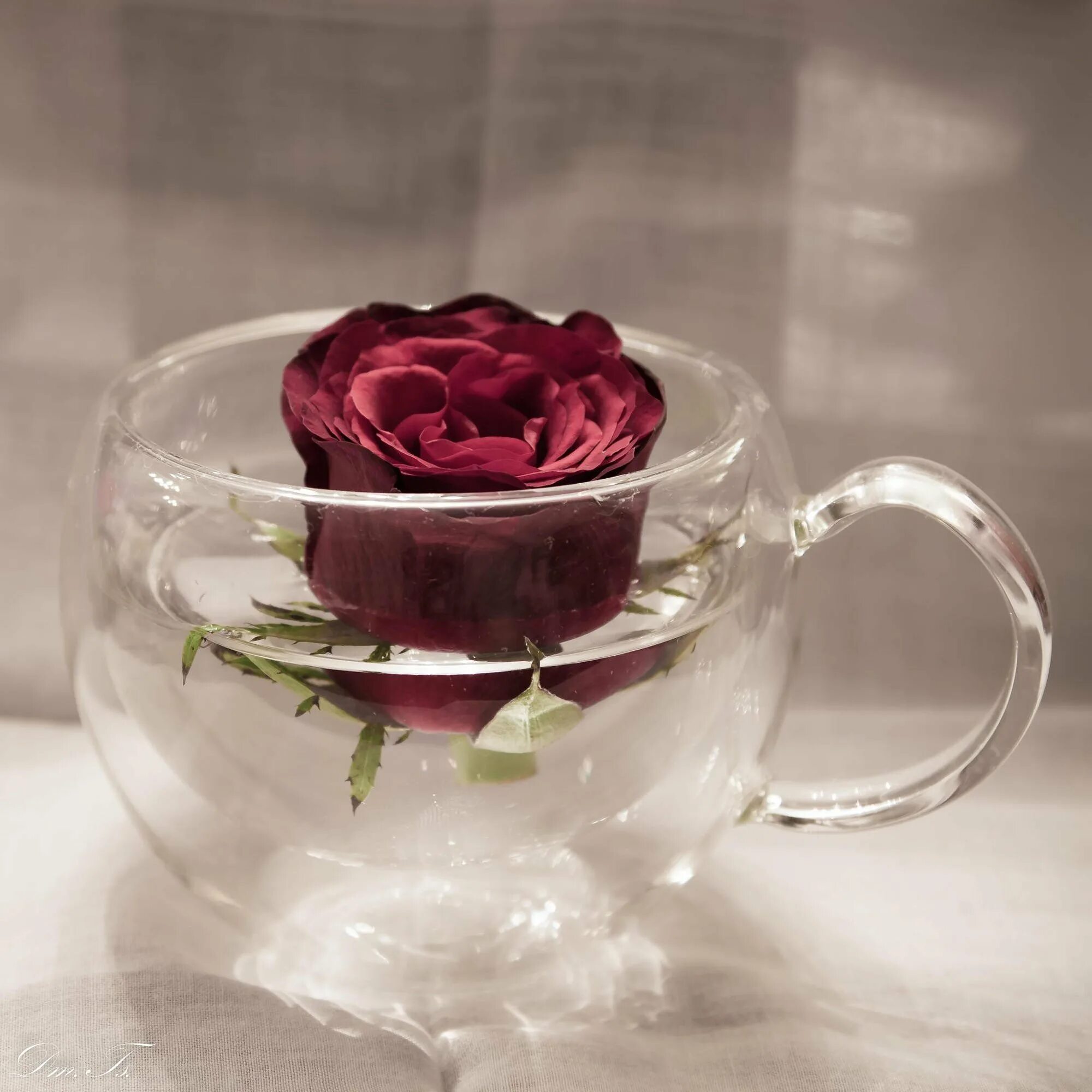 Красивые цветы в чашке. Розочки в чашечке. Rose cup