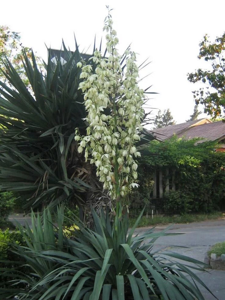 Садовые цветы юкка. Юкка Глориоза. Юкка славная. Юкка испанский кинжал. Юкка цветение.