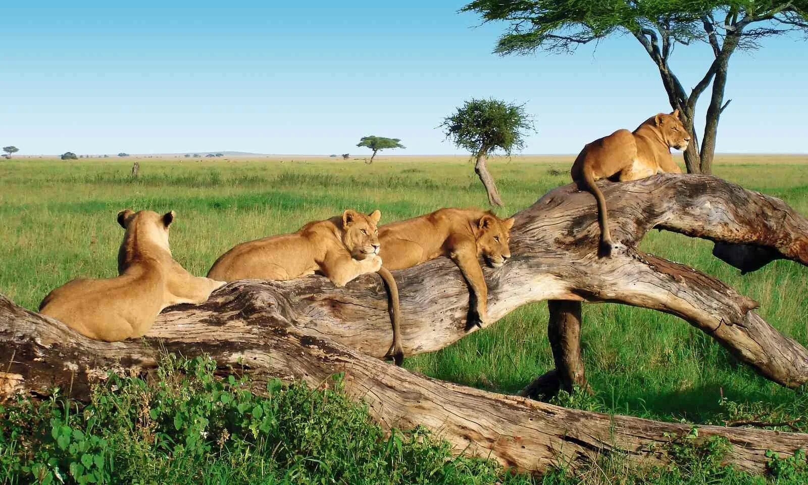 Wildlife holidays. Сафари парк Танзания. Занзибар сафари. Тарангире Танзания животные. Парк Тарангире.