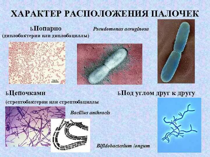 Палочковидные формы бактерий. Морфология микроорганизмов. Палочковидные одноклеточные бактерии. Палочковидные морфология. 6 групп бактерий