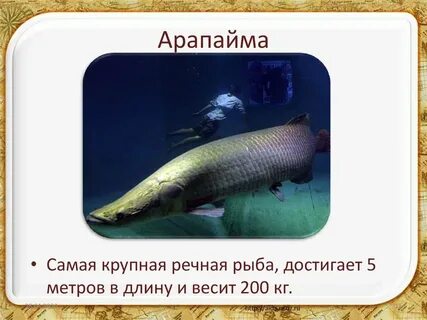Рыба длиной 1 метр