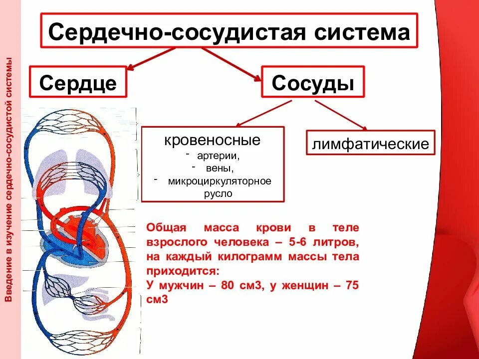 Из чего состоит сердечно сосудистая система. Сердечно сосудистая система сердце. Функциональные исследования сердечно-сосудистой системы. Сердечно сосудистая и дыхательная система. Кровеносная система сердца.