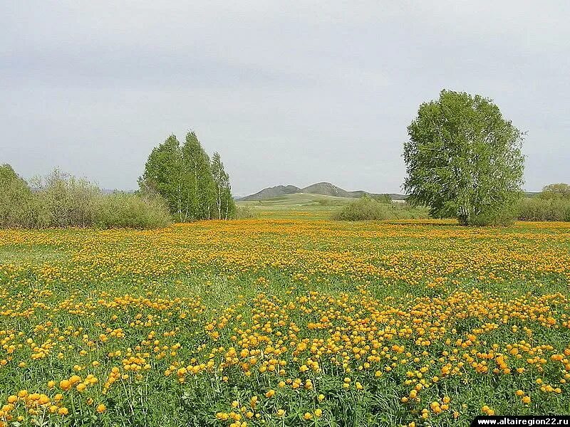 Погода в корболихе алтайского края. С.Староалейское Третьяковский район Алтайский край. Корболиха Третьяковский район. Третьяковский район природа. Семёновка Алтайский край Третьяковский район.