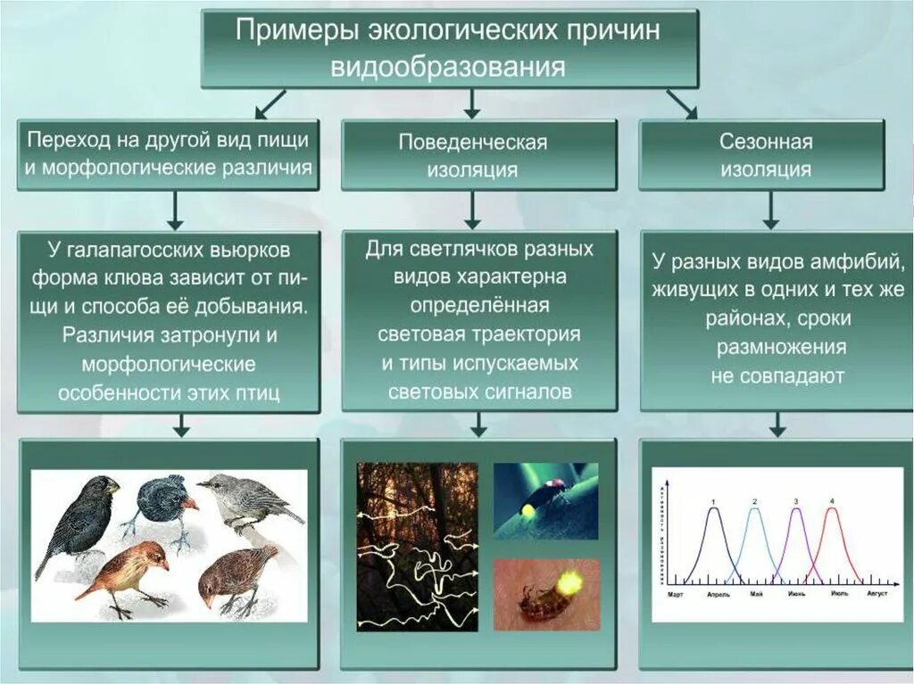 Последовательность процессов которые происходят при экологическом видообразовании