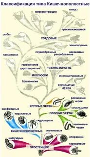 Простейшие кишечнополостные круглые черви моллюски