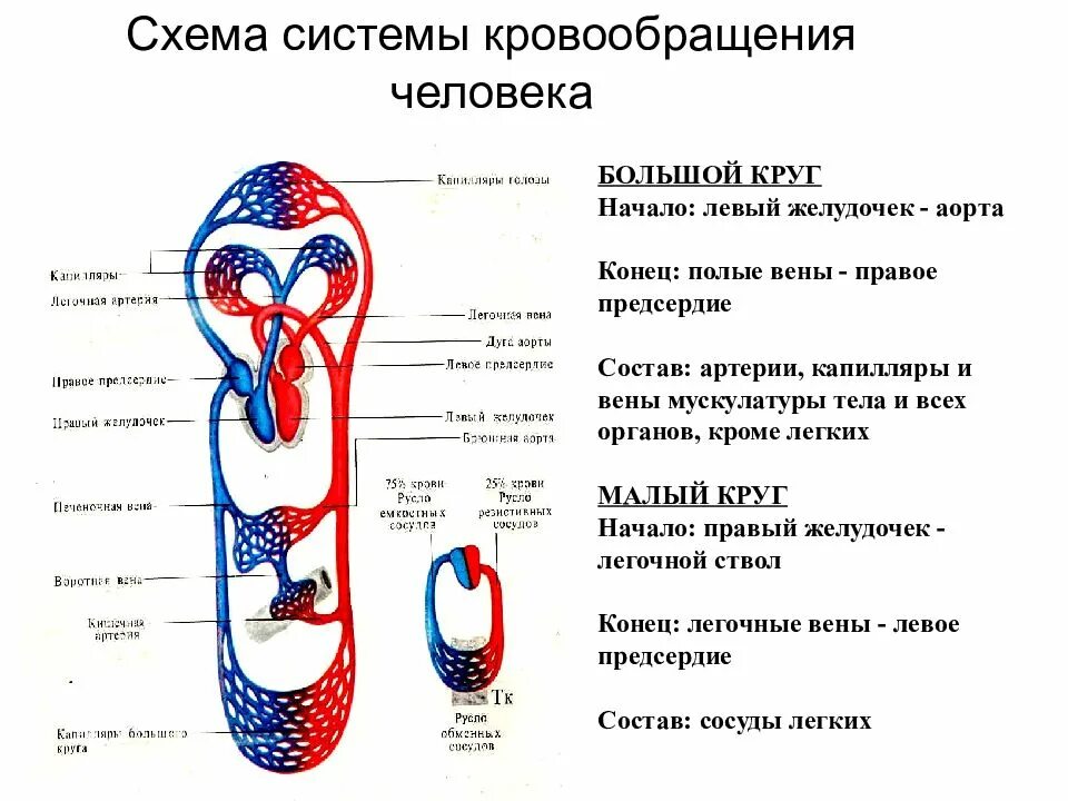 Круги кровообращения человека последовательность. Круги кровообращения человека схема. схема большого и малого круга кровообращения человека. большой и малый круг кровообращения схема. малый т большой круг кровообращения схемы.