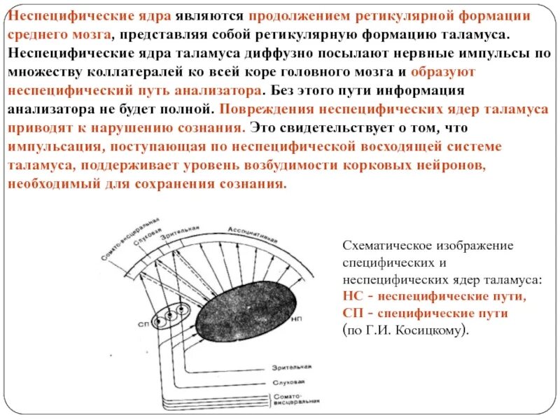 Стационарное ядро. Специфические и неспецифические ядра таламуса. Неспецифические ядра таламуса. Ядра ретикулярной формации. Являются нейронами ретикулярной формации ядра таламуса:.