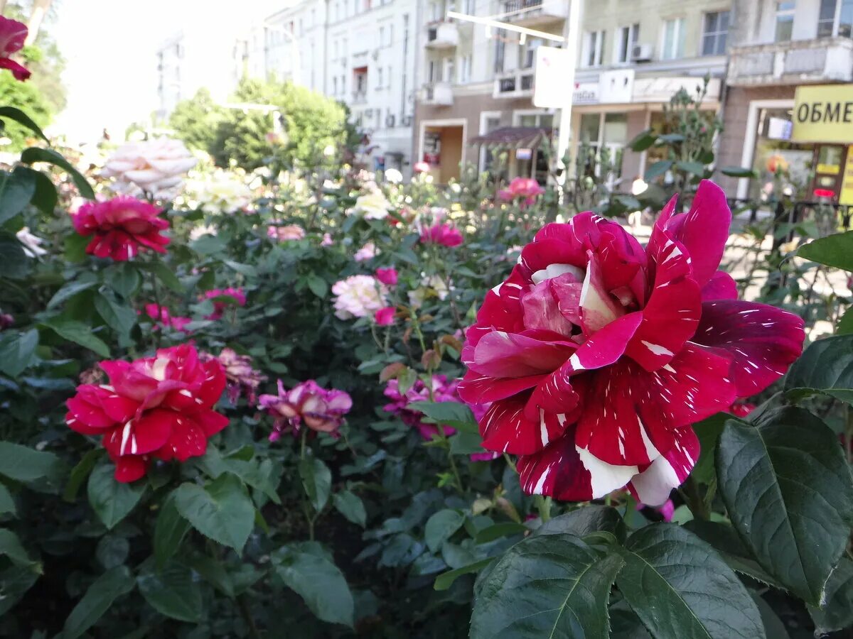 магазин город роз