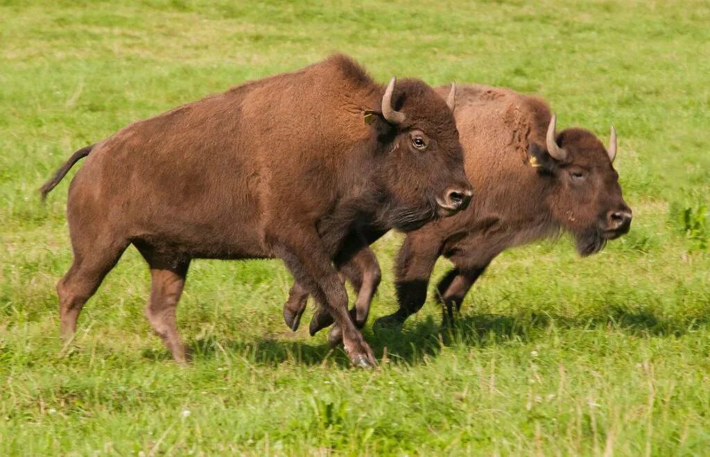 Бизон (bison bison). Как называется зубр. Бизон животное северной америки. Бизон животное северной америки. Бизоны в северной америке.