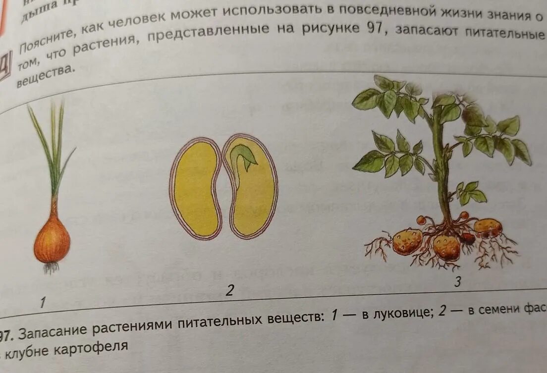 Как растения запасают питательные вещества рисунок. Сравни растения опиши любое. Органы растений запасает крахмал. Какое растение запасает.