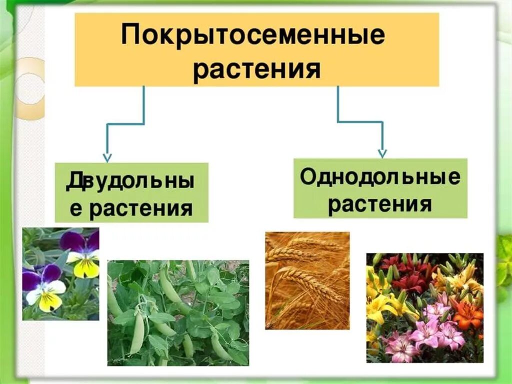 Однодольные цветковые растения. Двудольные Покрытосеменные растения. Двудольные цветковые растения. Покрытосеменные растения Однодольные и двудольные.