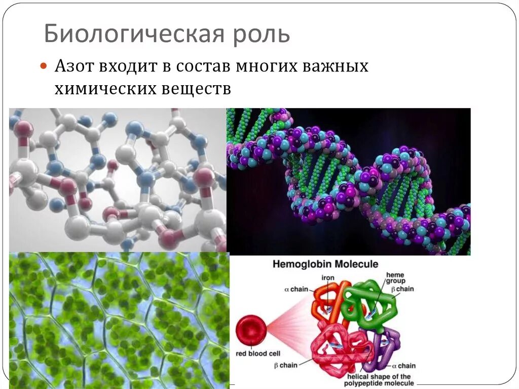 Биороль азота. Биологическая роль азота в организме человека. Роль азота в организме и клетке. Биологическая роль ахота. Азот роль в процессах жизнедеятельности