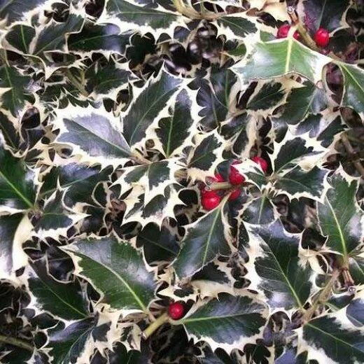 Падуб остролистный Аляска (Ilex aquifolium Alaska) описание сорта, фото, сажен