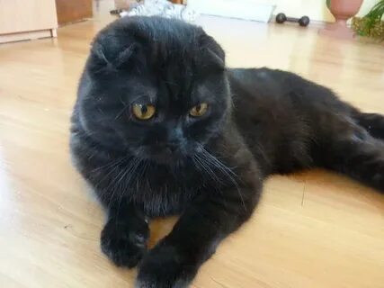 Черный окрас шотландских кошек