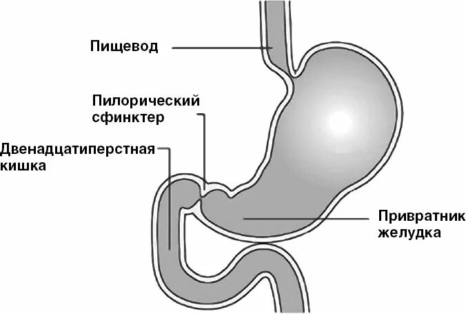 Привратник пилорический клапан. Полирический сфинктер желудка. Кардиальный и пилорический сфинктер. Строение желудка сфинктеры. Кто такой привратник