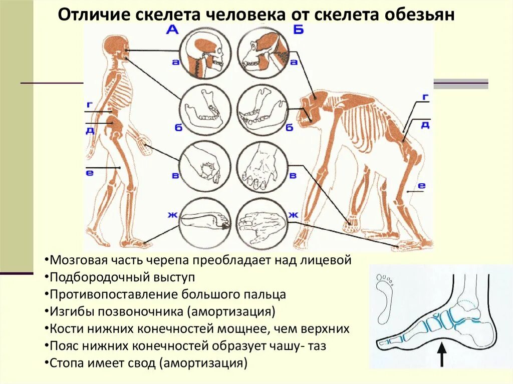 Опорно двигательная система человекообразных обезьян. Скелет человекообразной обезьяны. Строение скелета обезьяны. Отличие скелета человека от скелета человекообразных обезьян.