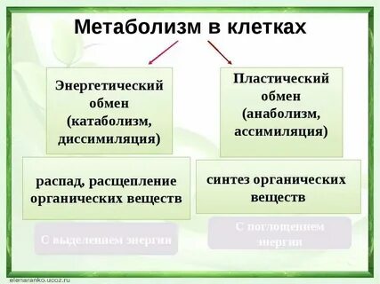 Энергетические вещества клетки