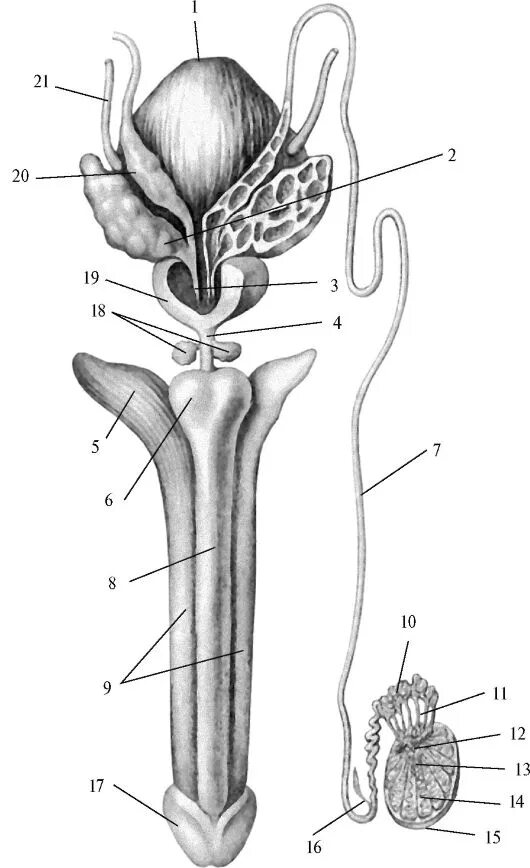 Органы мужской половой системы рисунок. Семявыводящий проток придаток. Семявыносящий проток анатомия мужской половой системы. Семявыносящий проток анатомия таз. Семявыносящий проток мочевой пузырь.