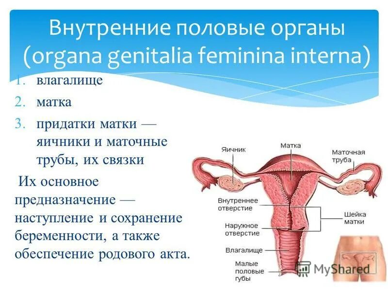 внутреннее строение матки анатомия. строение матки и яичников у женщин. женская половая система яичники. схематическое изображение яичника. перешеек маточной трубы анатомия.