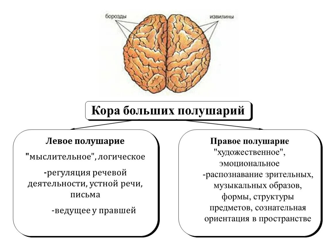 Какие отделы имеют полушария. Функции коры больших полушарий функции. Строение и функции больших полушарий.