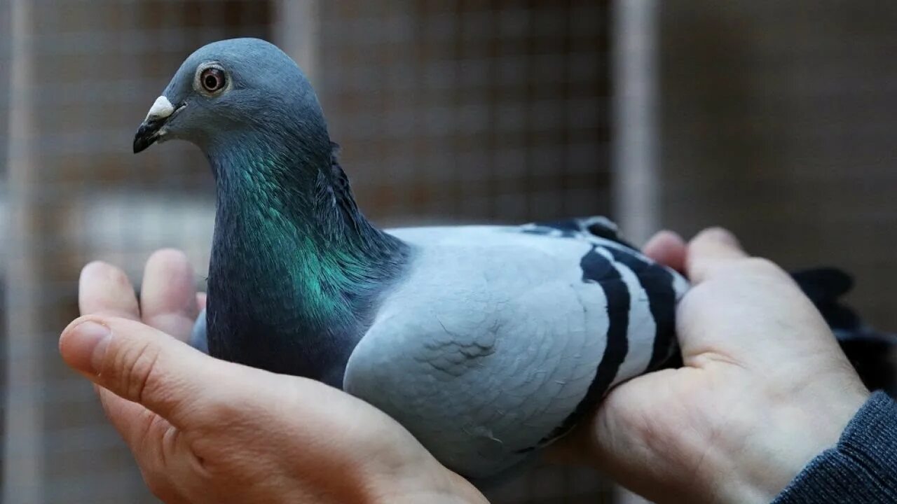 Дорогие голуби цена фото