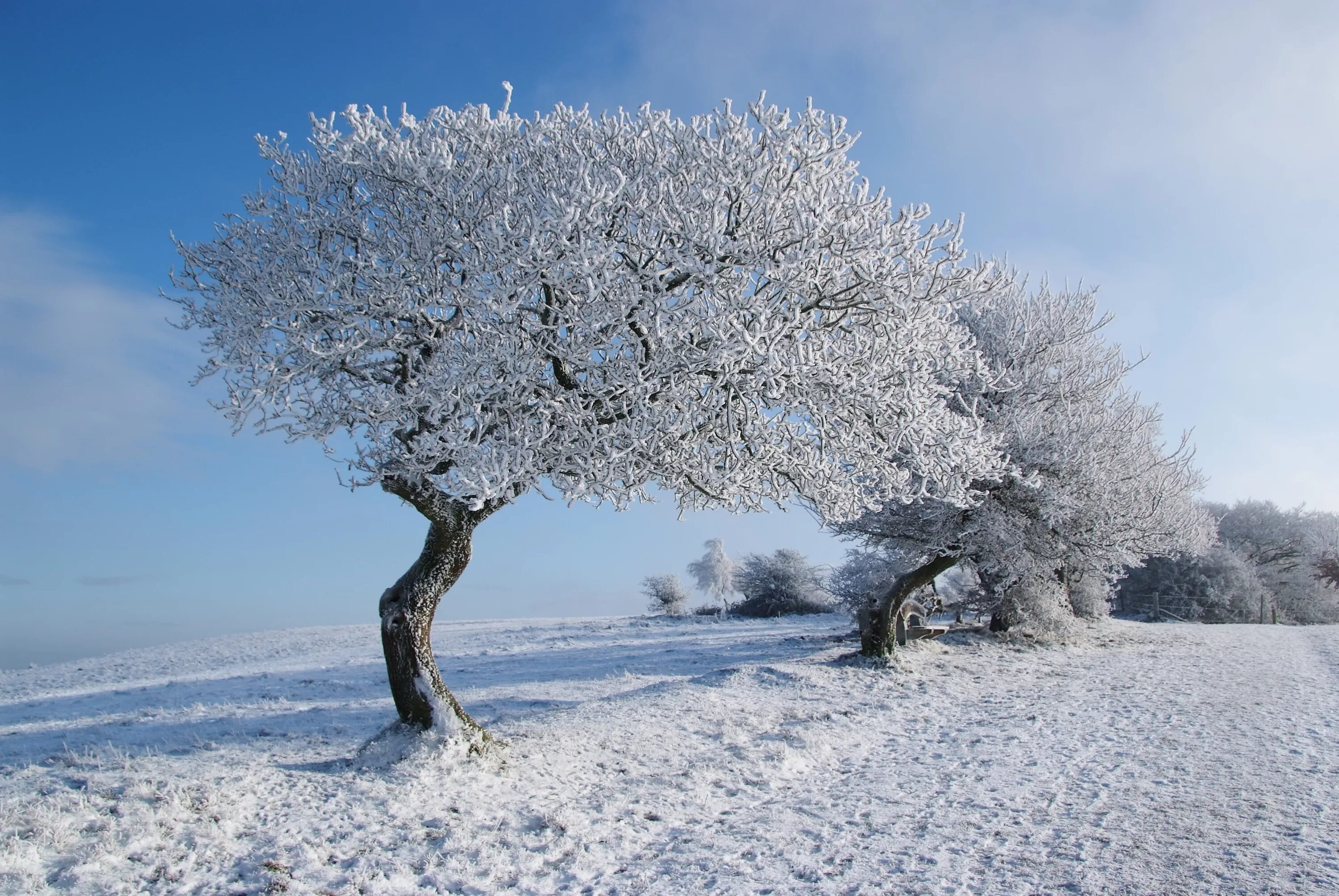 Зимнее дерево. Заснеженные деревья. Красивые зимние деревья. Красивое развесистое дерево зимой. Зима красивые деревья