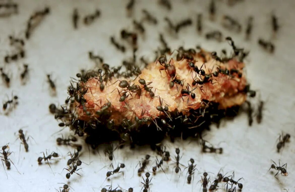 Марабунта муравьи. Личинки домашних насекомых. Муравьи едят мясо. Муравьиные личинки чëрные. Муравьев заболела