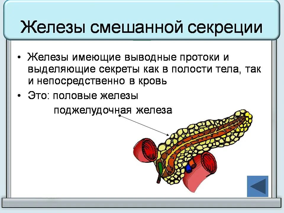 Железы живых организмов. Железфы смешаннойсекреции. Железы смешанней секреции. К железам внутренней секреции относятся. Железы смешанной секреции человека.