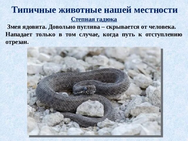 Гадюка в какой природной зоне. Степная гадюка Ростовской области. Информация о Степной гадюке. Ядовитая змея нашей местности. Степная гадюка насколько ядовита.