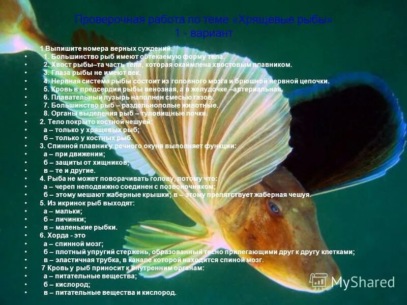 Fish body. различные формы тела рыб. рыбки тайяки. вафельница airhot рыбки wbft-6 тайяки. форма «рыба».