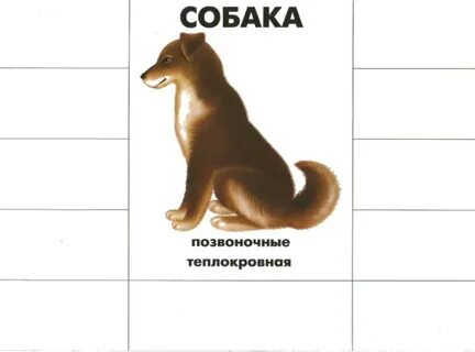 Туловище животных