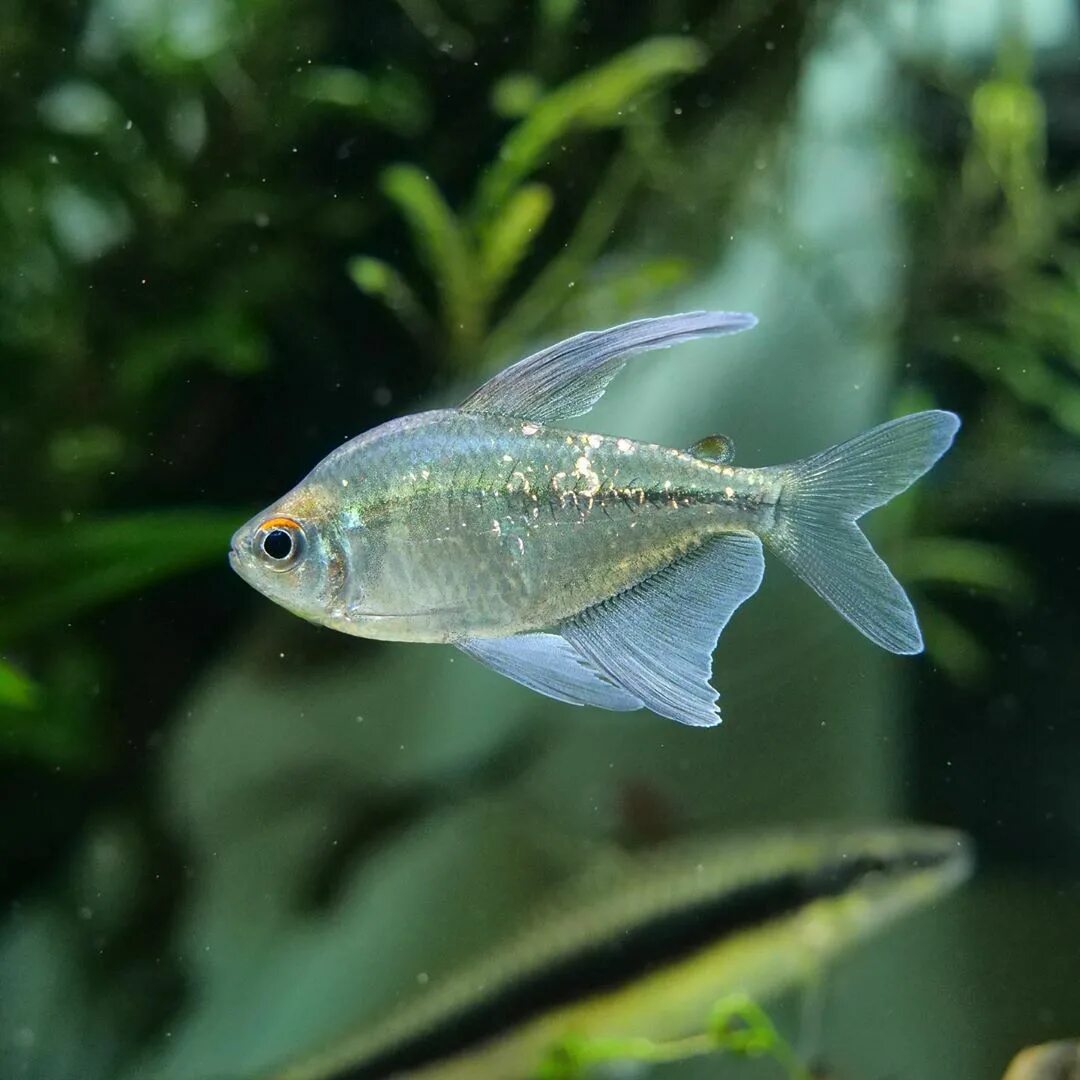 Trochilocharax ornatus. пристелла аквариумная рыбка. нанностомус аквариумная рыбка. виды тетр аквариумных. виды тетр аквариумных.
