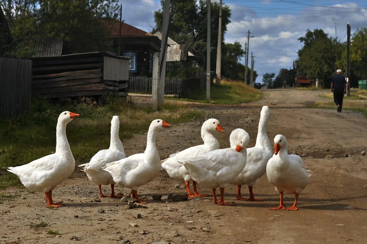 Улица села. Деревня гуси река. Купить гусей в черемшанском районе. Гусь на совещании. Гуси в деревне.