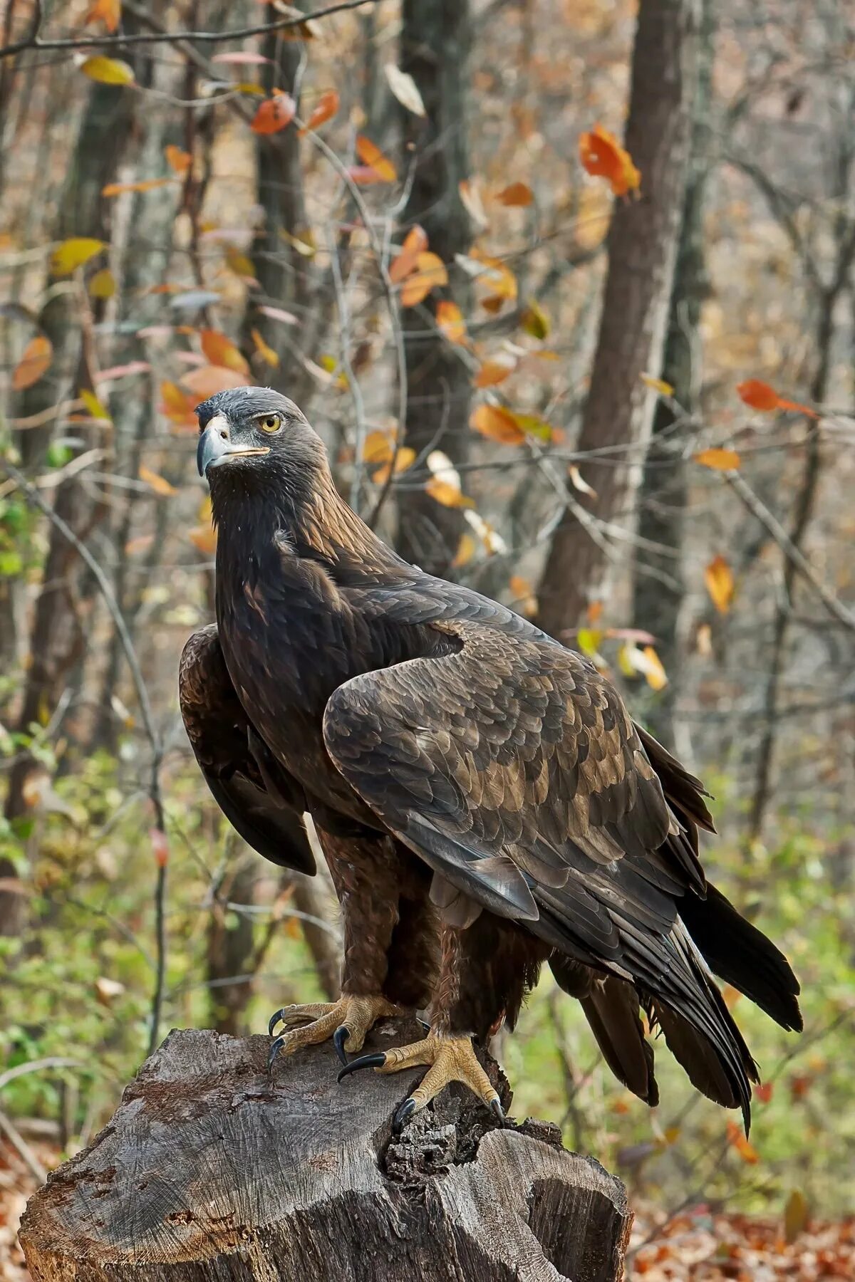 Беркут Aquila chrysaetos. Птица Беркут Халзан. Восточно Сибирский Беркут. Хищные птицы орёл Беркут