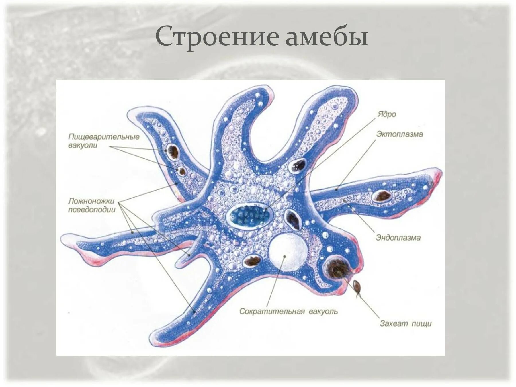 Клетка простейших состоит. Саркомастигофоры Саркодовые. Строение амебы Протей. Строение амебы ложноножки. Пищеварительная вакуоль у амебы обыкновенной.