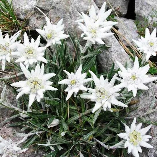 Эдельвейс 1 мая. Эдельвейс Мэй Сноу. Эдельвейс Альпийский May Snow. Эдельвейс Альпийский, Leontopodium alpinum "Star of Alps". Эдельвейс цветок Занзи.
