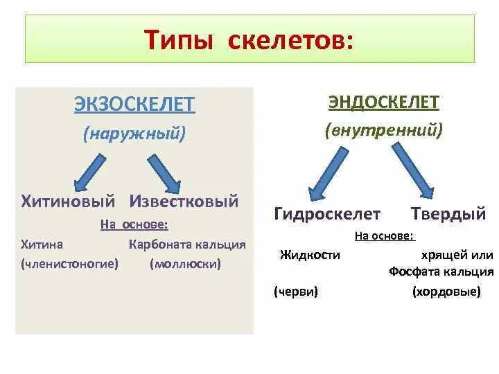 Типы скелетов. Типы скелетов наружный внутренний. Типы скелетов у животных. Таблица виды скелетов.