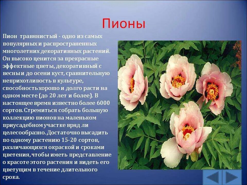 Текст описание про цветок. Пион про 30. Пион характеристика растения. Пион описание растения. Пион древовидный уклоняющийся.