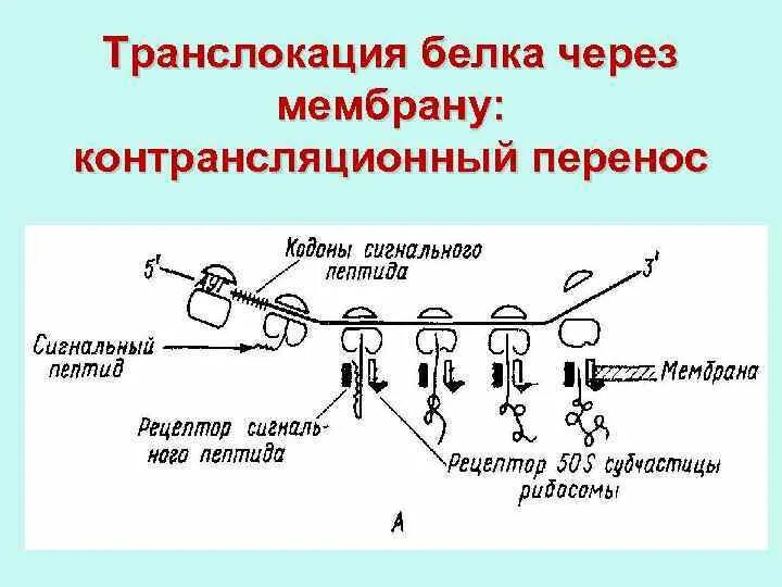 Синтез белка механизмы. Транслокация механизм питания схема. Транслокация Синтез белка. Транслокация микроорганизмов. Транслокация бактерий.