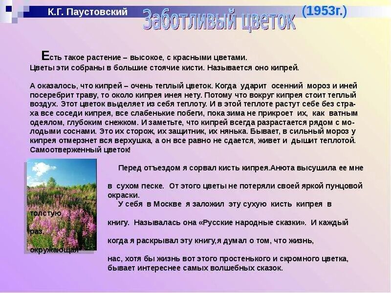 Цветы на паустовского. Рассказ Паустовского заботливый цветок. Паустовский кипрей. Заботливый цветок кипрей.