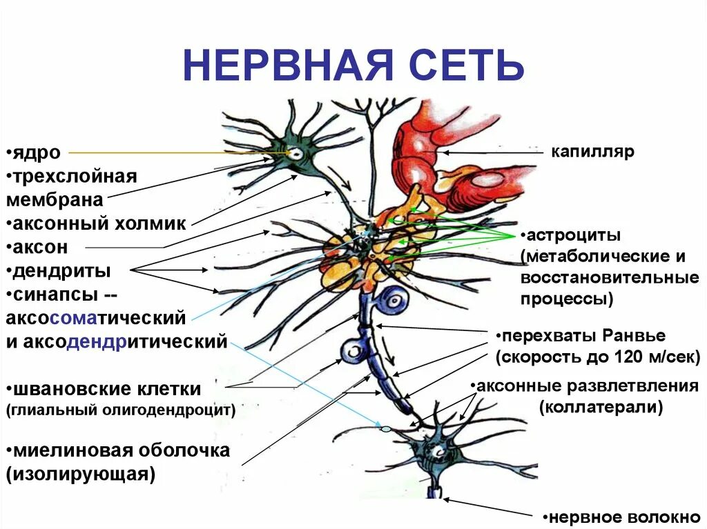 Нервная система Нейрон Аксон дендрит. Аксон отросток нервной клетки. Схема нейронов аксонов синапсов. Нейрон Аксон миелиновая оболочка. Нервные узлы и нейрон