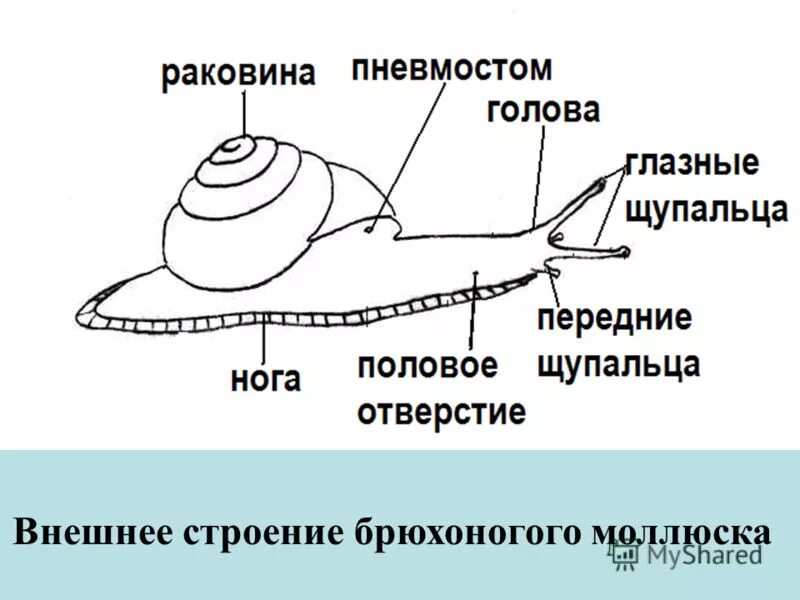 Улитка егэ. Брюхоногие моллюски внешнее строение. Внешнее строение моллюсков схема. Внешнее строение брюхоногих моллюсков рисунок. Внешнее строение брюхоногого моллюска схема.