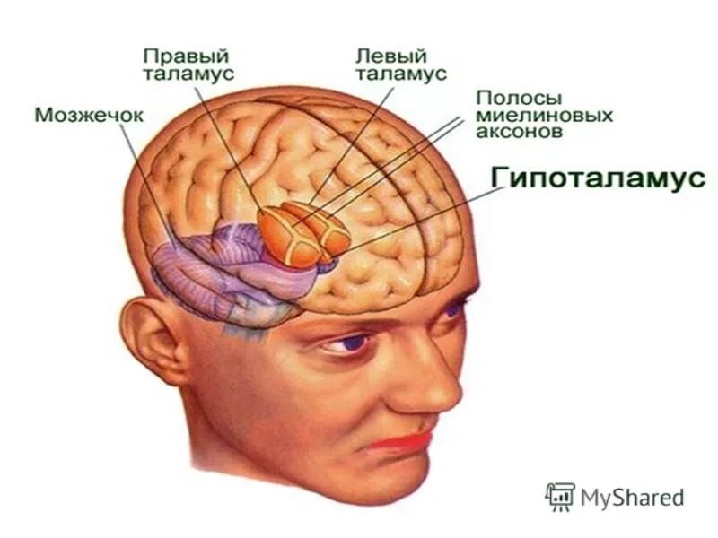 Строение мозга схема. Органы головного мозга. Покажи где находится мозг. Продолговатый задний средний промежуточный конечный мозг. Покажи где находится мозг.