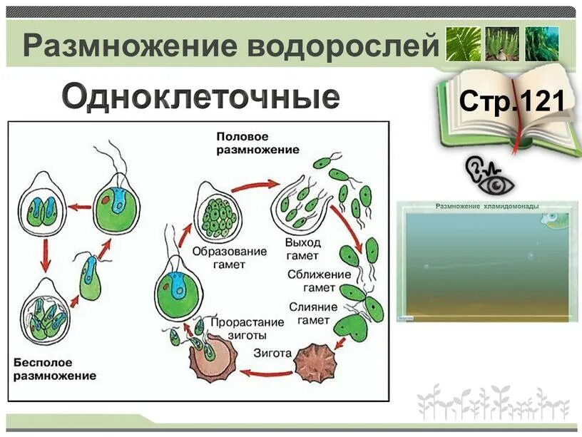 Половое и бесполое размножение водорослей. Размножение споровых растений водоросли 6 класс. Размножение одноклеточных зеленых водорослей. Размножение водорослей:половое безполовое.