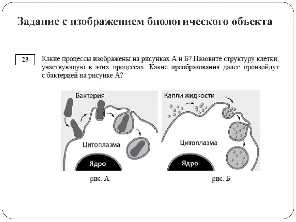 Пример примера иллюстрации в егэ. ЕГЭ по биологии задания. Задания с рисунком на ЕГЭ по биологии. Задание с изображением биологического объекта. Задания рисунки по биологии.