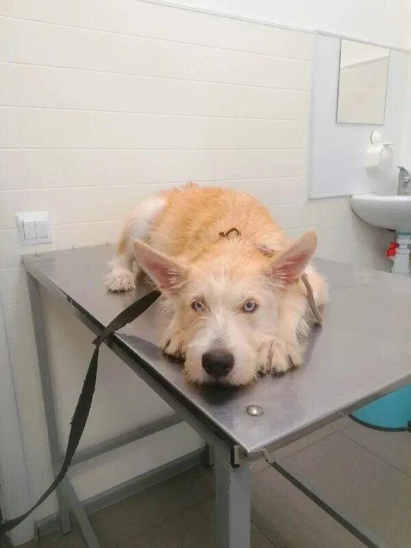 ул. ветеринарная улица коломна. ветхелпер коломна. ветхелпер коломна. ветхелпер коломна.