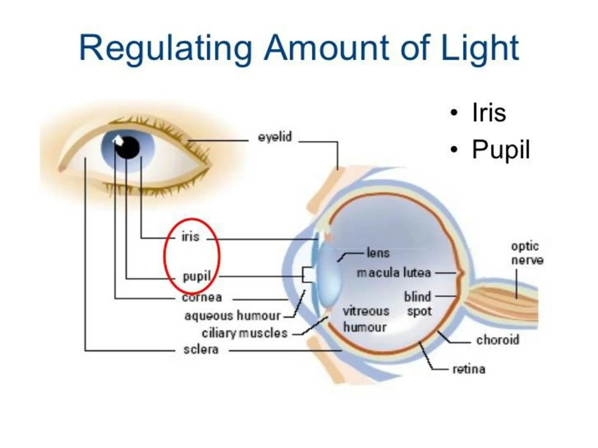 Глаз как переводится. Проект - Iris (Iris recognition immigration System).. Eye pupil what is it. Eyes were raised время. Model Eyes for evaluation of intraocular Lenses.