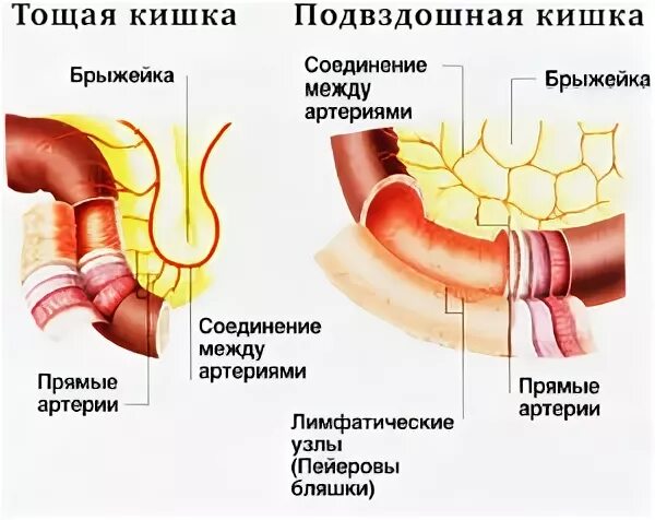 Двенадцатиперстная тощая подвздошная кишка. Строение стенки подвздошной кишки. Строение тощей кишки анатомия. Строение тощей и подвздошной кишки анатомия. Тощая тощая кишка строение.