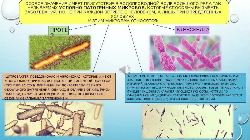 Условия распространения болезнетворных бактерий. Условно патогенные микробы. Болезнетворные бактерии в воде. Патогенные и условно-патогенные микробы в воде. Роль воды в распространении инфекционных заболеваний.