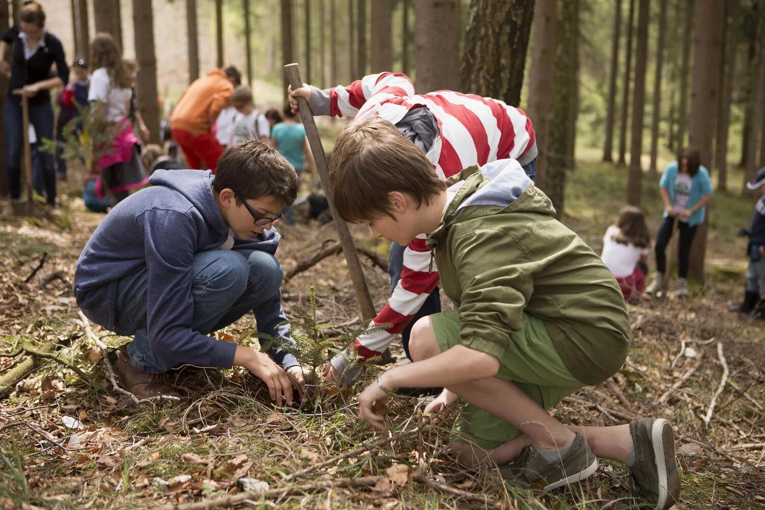 Школьники в лесу. Подростки сажают деревья. Школьники сажают деревья. Школьники на природе. Конкурс чалавек свайго лесу
